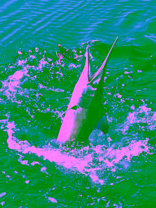 Fish caught during a Sportfishing experience 